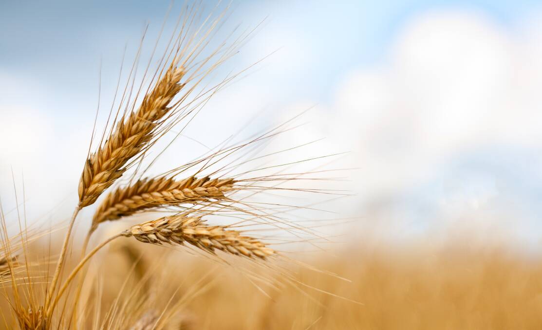Dramatic impact on global grain prices
