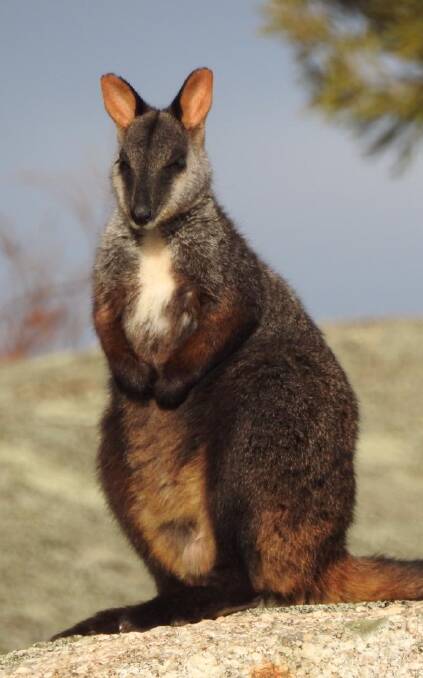 Mount Rothwell is home to 100 of the 170 Southern Brush Tail Wallabies left in existence.