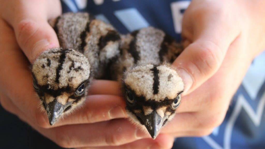 Predator protected: Some of the juvenile Bush Stone-curlews being kept safe against fox attacks.