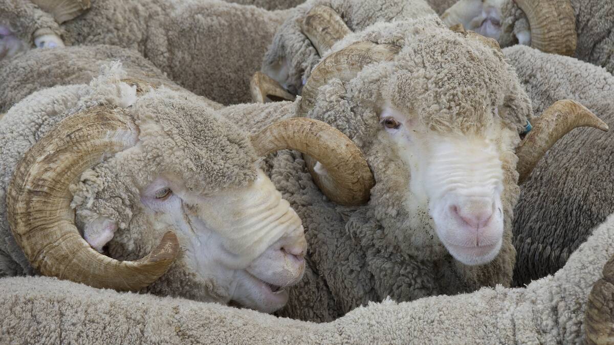  Large rams to be sold at auction. Photo: Alf Manciagli