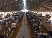 Calmo farms features a 250-metre-long by 36-metre-wide, 18-degree roof pitch Entegra shed, retrofitted with a US free-stall barn design. Picture: Supplied