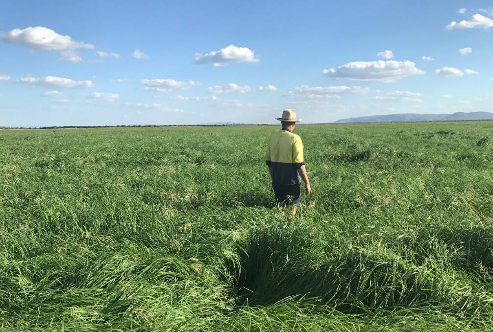 Pioneering innovation: Surveying Rhodes grass at Tipperary in the Northern Territory. Picture: NT Farmers Association.