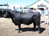 TOP PRICE: Lachie Wilson, Murdeduke, with the top-priced bull Lot 3 and Andrew Sloan, Nutrien, buyers Leah and Mark Jacob, Dreeite South, Shelby Howard, Charles Stewart Dove, and Dougal McIntyre, Charles Stewart.