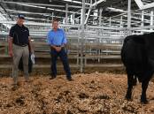 VOLUME BUYER: Driscoll, McIllree and Dickinson agent Gary Driscoll, Nhill, with Langi Kal Kal farm manager Kahn Jantzen, and one of the bulls purchased by Mr Driscoll.