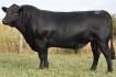 Hazeldean buys bull for record $65,000