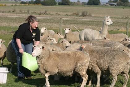 White Suffolk breeder Alisha Adams, Kyneton,  with some of her stud ewes.