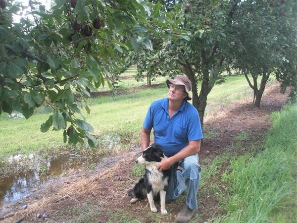 John Ward on his Coleambally, NSW, prune farm.