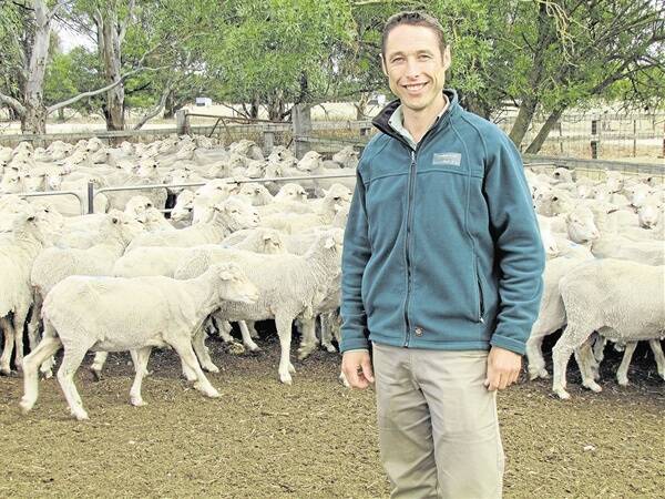 Landmark Ararat agent Kelvin Donnan with the sale topping 3.5-year-old ewes, scanned in-lamb to Poll Dorset, which made $167.