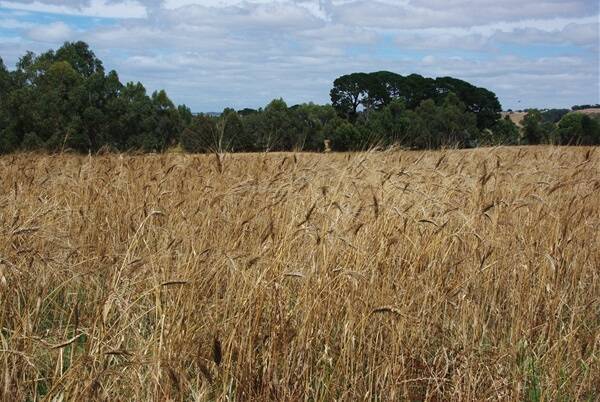Kohrasan wheat growing at Sunnybrae Birregurra shortly before harvest.