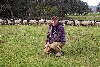 Harry Bussell, pictured with 10-month-old Dorper ewes on the point of lambing. 