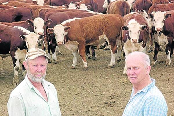 Poll Hereford breeders Bill and Geoff Lambert.