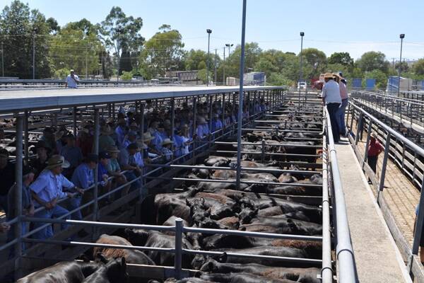 Angus steers reach $784 at Wodonga