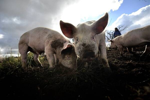 Call to cut pork subsidy