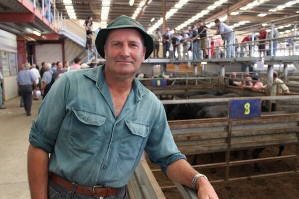 George Schuhkraft bought 30 Aoelus females to $1200 for his vealer operation at Childers. 