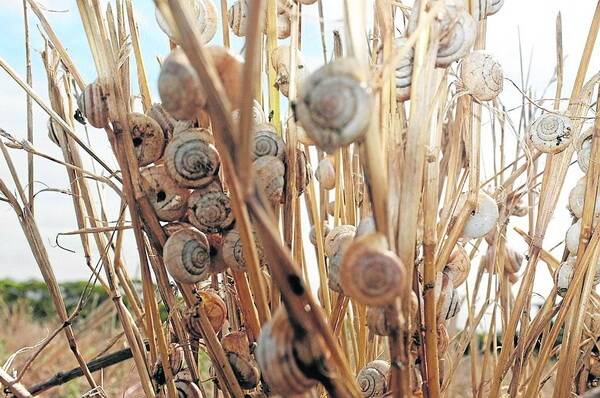 Snail populations are believed to still be high across the State, despite the ongoing dry conditions.
