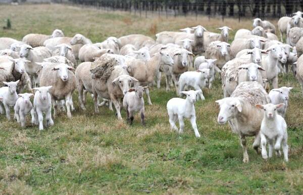 Sheep, lamb yardings rise