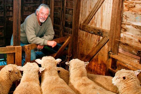 Steven French with his seven-month-old Ryeland lambs.