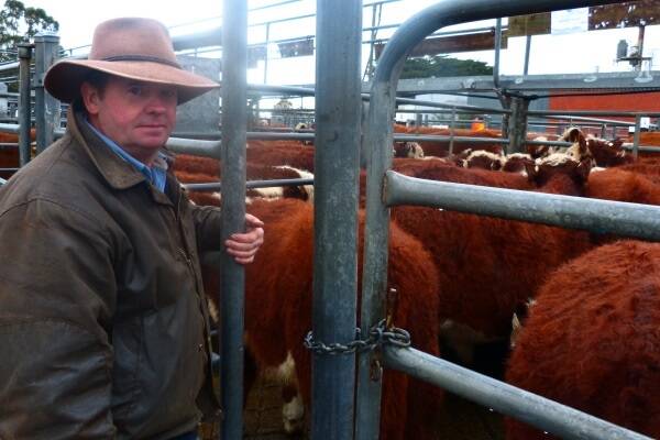 Alistair (pictured) and Jane Black, Myrtlebank, sold 38 Poll Hereford steers by River Perry bulls to $500, av $485.
