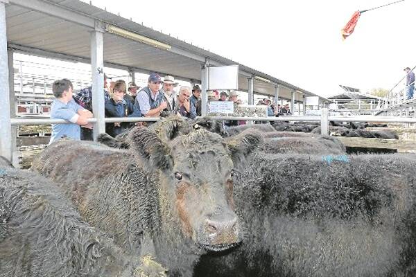 Cattle prices are rising after supply was reduced by heavy rain across the State last week. This pen of quality Angus bullocks brought 181.6c/kg at Warragul prime market last Wednesday – a lift in price of 10c/kg lwt on the same market the previous week.