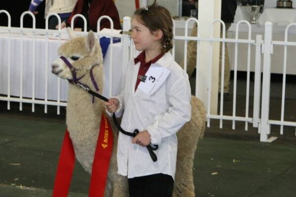 One of the young exhibitors during the Royal Melbourne Alpaca Show