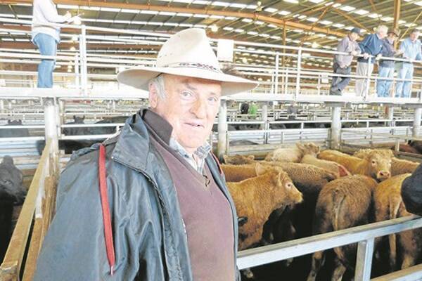 Leo Kelly (pictured) brings cattle to Pakenham from Edenhope. Bringing the cattle to the processors pays off for Mr Kelly, but he also takes advantage of taking some replacements back. These grain-fed Charolais steers sold to 196c/kg, but a pen of quality Herefords next door brought Mr Kelly 200c/kg and a smile on his face.