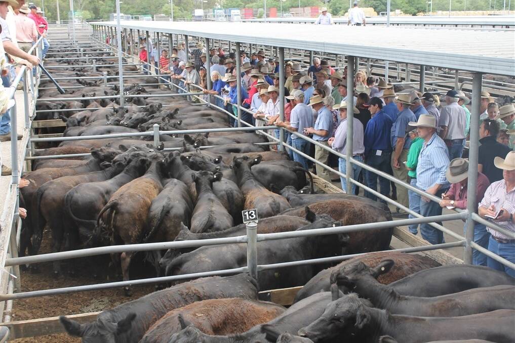 Some of the shots captured at last week's opening weaner sales of 2014 at Wodonga.