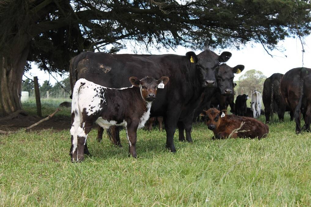 A first-cross Speckleline calf on a pure-bred Lowline cow. Of the Speckline calves on the ground already at The Clan, about 65 per cent have been born with the speckled colouring, despite the main Speckle Park bull used in the herd being all black.