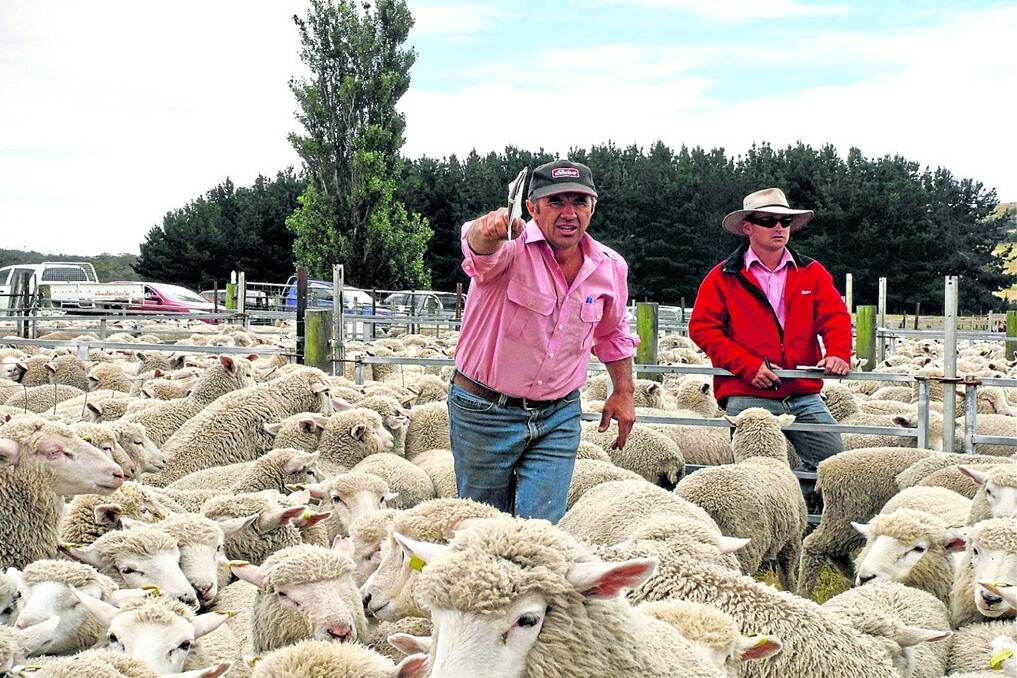 Elders auctioneer Greg Harris and scribe Daniel Morice in action at the Tamar Valley lamb sale.