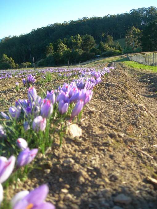 A paddock of saffron, which flowers in April. About 200 flowers are required to produce one gram of saffron.