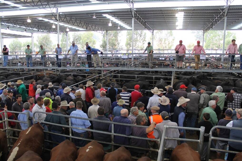 Buying demand came from Mansfield, Gippsland, and the local area at the Yea special female sale.