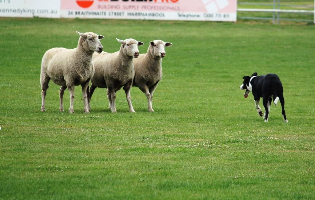 Paul Elliott from Dubbo, NSW, was runner-up in the improved class at the Koroit Dog Trials for Springvale Sailt’s score of 169.