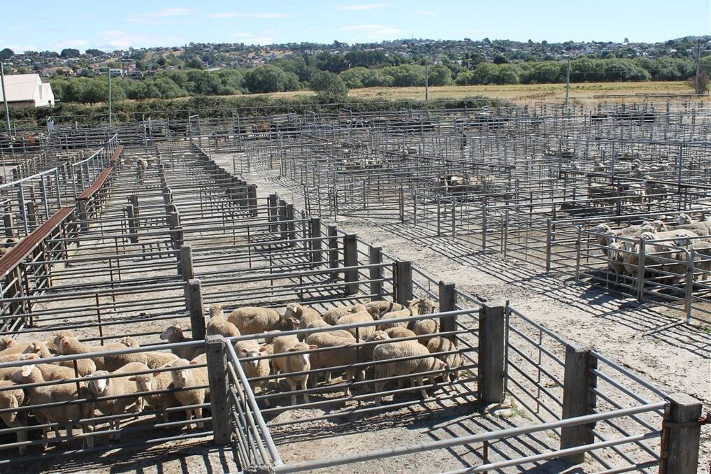 Abattoir Lethborg's is expected to confirm their purchase of the Killafaddy saleyards after beginning negotiations with Launceston City Council. Managing director Heath Lethborg plans to lease the site out to a livestock agency after the purchase.