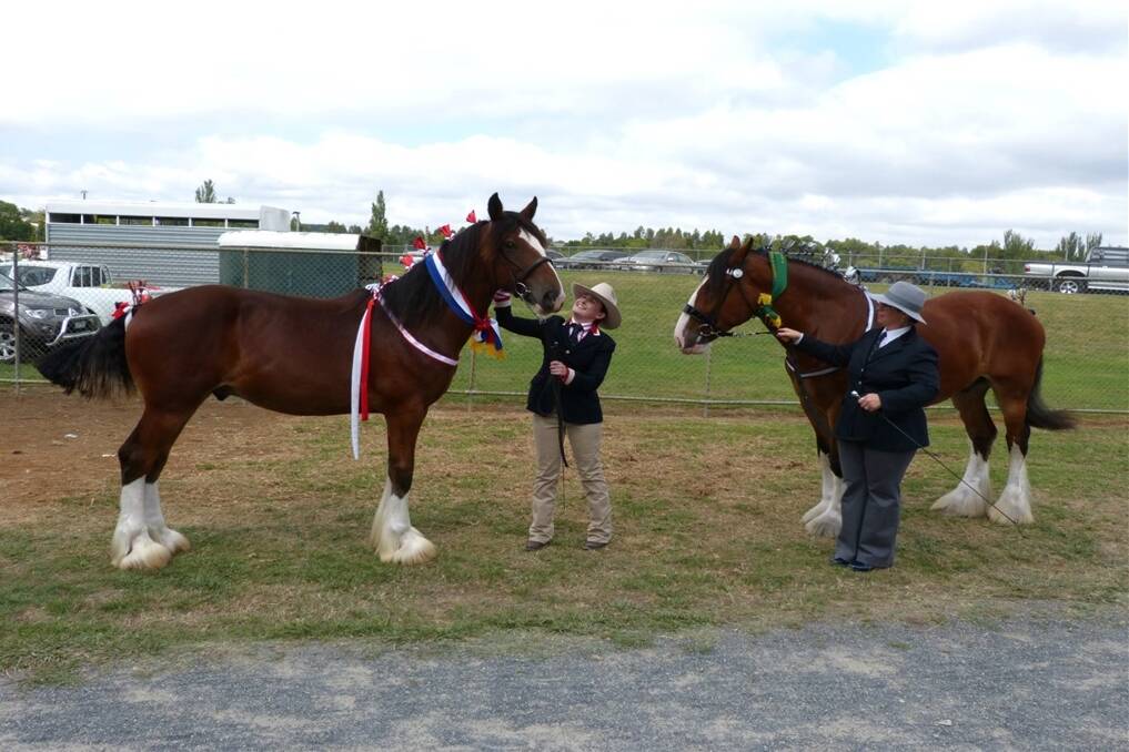 Champion Shire exhibit, Southern Cross Apollo, (left), owners Peter & Mary-Lou McKeon, Southern Cross Shire Horse Stud, led by Meredith McKeon, and Reserve Champion, Southern Cross Spencer with owner Leona Kostos. Originating in England, the Shire breed is classified as a rare breed with population numbers still at critical levels with around 3000 worldwide.