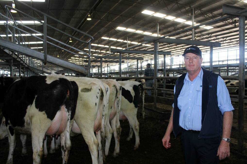 Toolamba's Shane Flynn with four of the 59 cattle he and family sold today. The heifer to the far left was sold to raise money for Breast Cancer Research and fetched $2600.