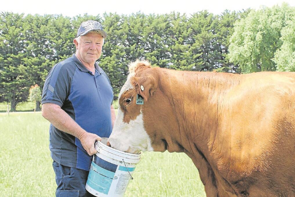 Temperament, structure, fertility and carcase traits need to be spot on for cattle to continue in John Leek’s Mt Ararat stud herd.