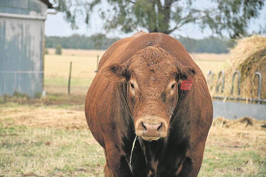 Garren Park acquired Meriden Poll Heavyduty last August. The homozygous polled French pure-bred Limousin has created interest from other stud breeders already, and is liked by the Hedgers for his docility and muscling.