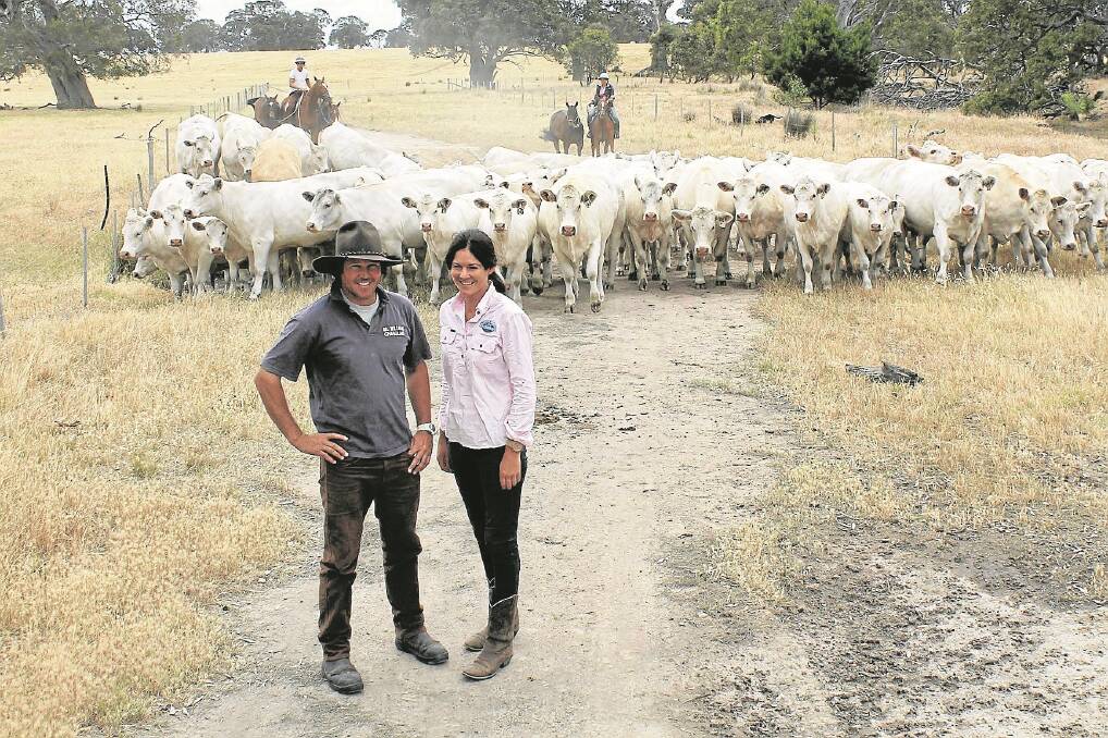 Siblings Rob and Sybil Abbott, show off some of their Mt William Charolais cattle at Willaura.