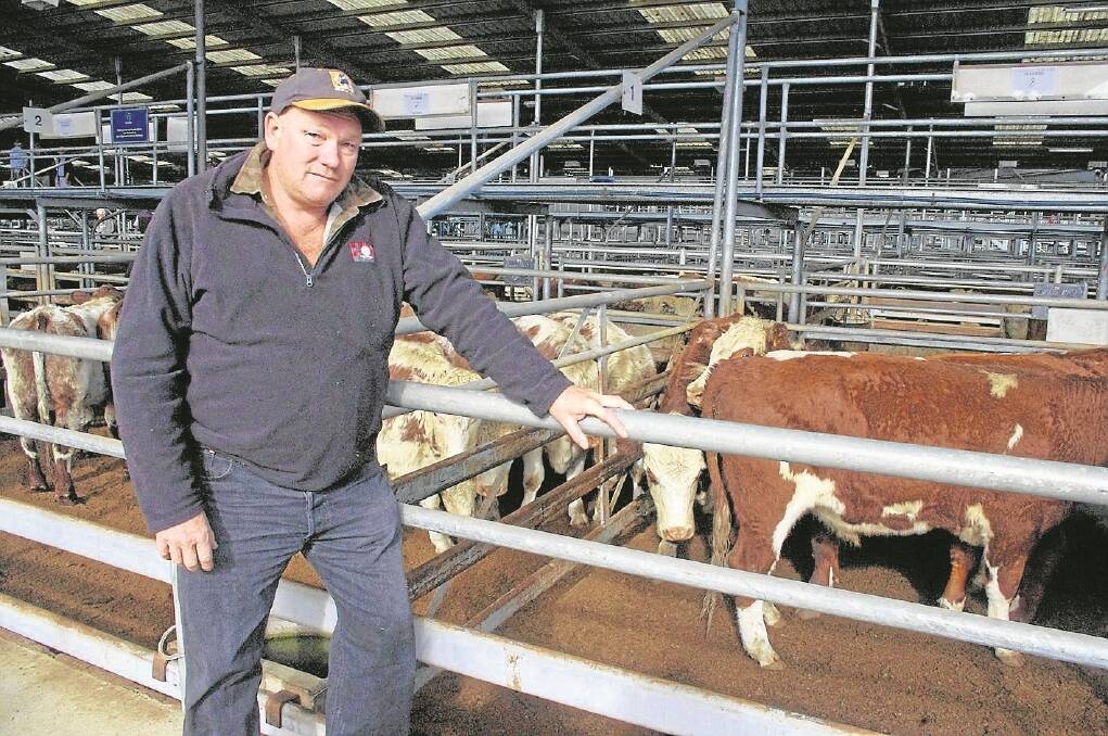 Murray Gibbs, Crooked River, sent in a line of rising two-year-old Hereford steers that returned a top of $1280 at last Friday's store cattle sale at Bairnsdale.