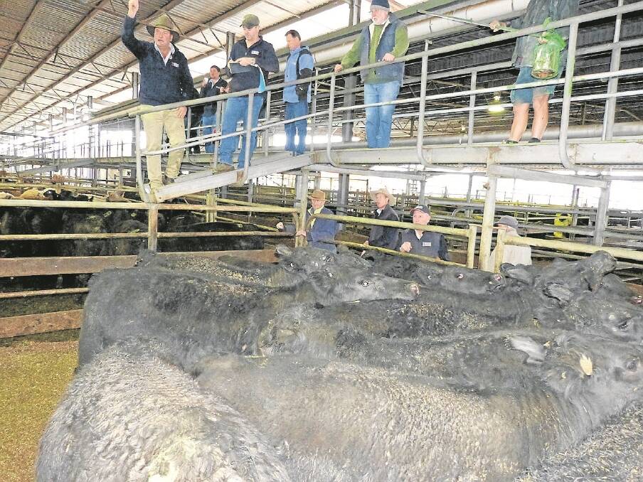 Shepparton’s Tuesday market had electric prices, thanks in part to a larger offering of grain-assisted yearlings penned. Sam Nelson, Mulcahy & Nelson, Shepparton, was just about to knock down this pen of Angus steers for 325c/kg.