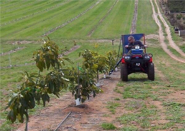 Geoff Peters fertilising young avocado trees with the pelletised manure spreader he designed and made for the farm bike.
