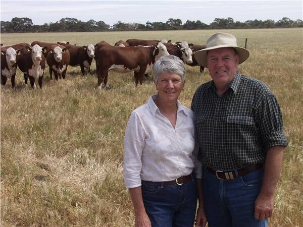 Laurice and Keith Bennett, Heatherdale stud, Keith with some of the mated heifers for their final stage dispersal sale on November 19.