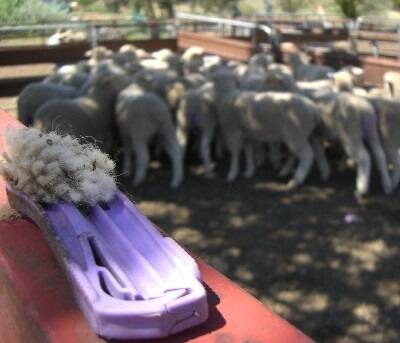 American vets hear breech clips win lamb welfare tick