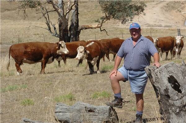 Dennis Elphick, Jackalass, Jackalass via Gundagai, NSW, with some of his 150 breeder Hereford herd.