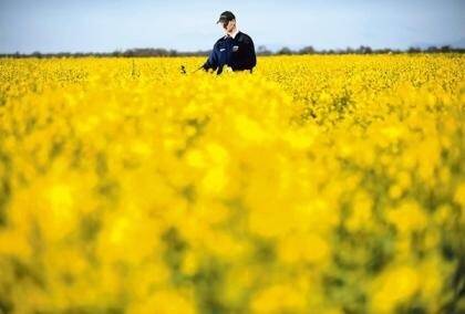 Tas extends GM crop ban to 2014