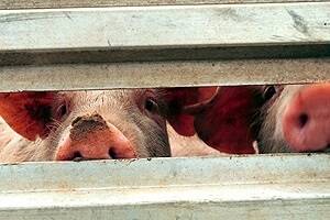 Swine flu detected in Vic piggery