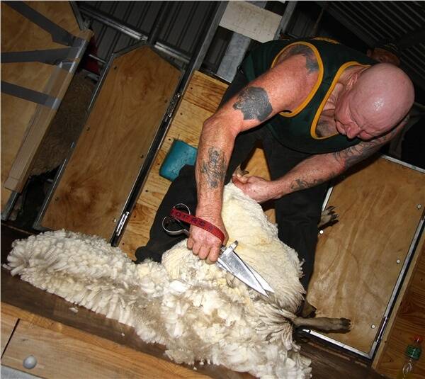ohn Nicholls setting a blade shearing record at Edenhope. Photo: Christine Bull.