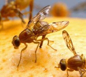 Fruit fly outbreak at Mildura