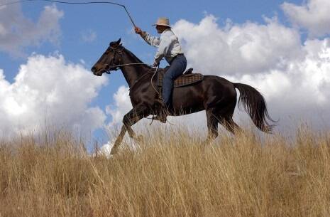 Peter Pearce, Backwood, Merriwa, practises his whip cracking skills on Susie Q, his registered Australian stockhorse.