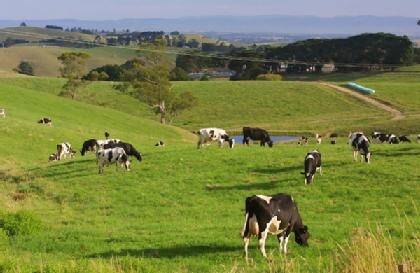 Vic dairy herd free from EBL