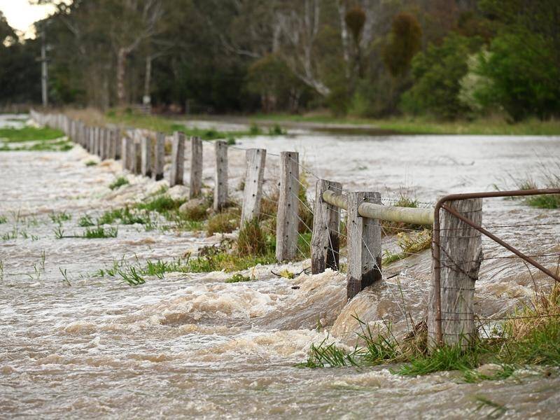 Floods in Victoria in 2022 damaged 12,000km of fencing and 500,000 hectares of farm land was lost. (James Ross/AAP PHOTOS)